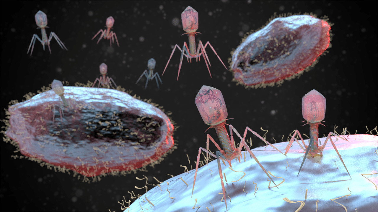 Antibiotics and Bacteriophages