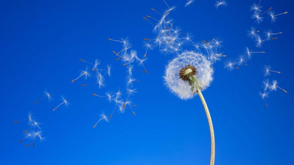 Is histamine the reason you are depressed Dandelion blowing in the wind