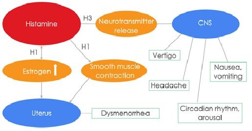 Histamine Receptors Diagram